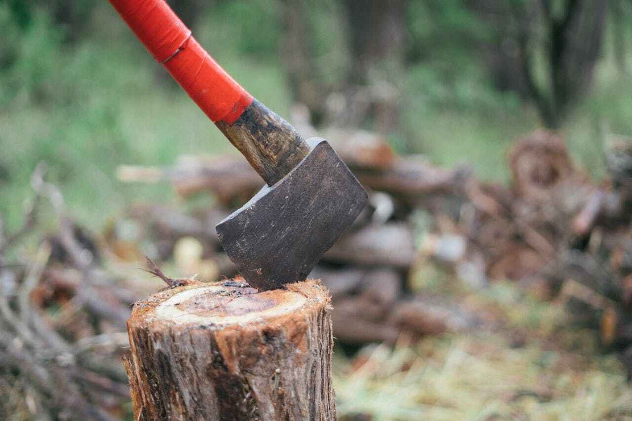 Large Tree Removal in Manchester, MI